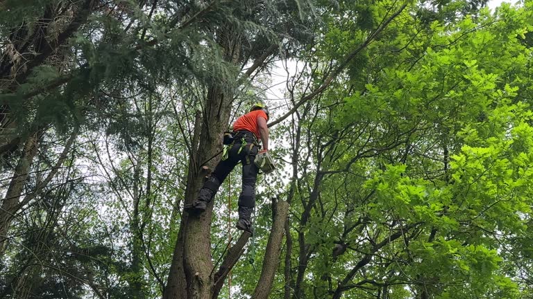 Best Root Management and Removal  in La Conner, WA